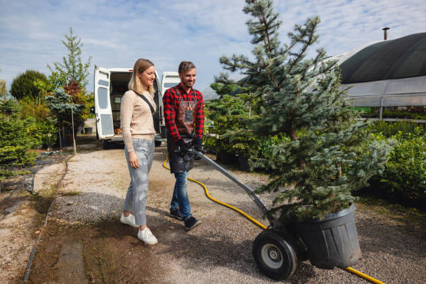 The Steps Involved in Our Tree Care Process in Whitaker, PA